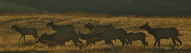 Tule Elk